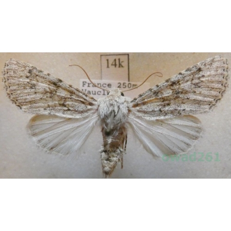 Aporophyla canescens (Duponchel, 1826) France14k